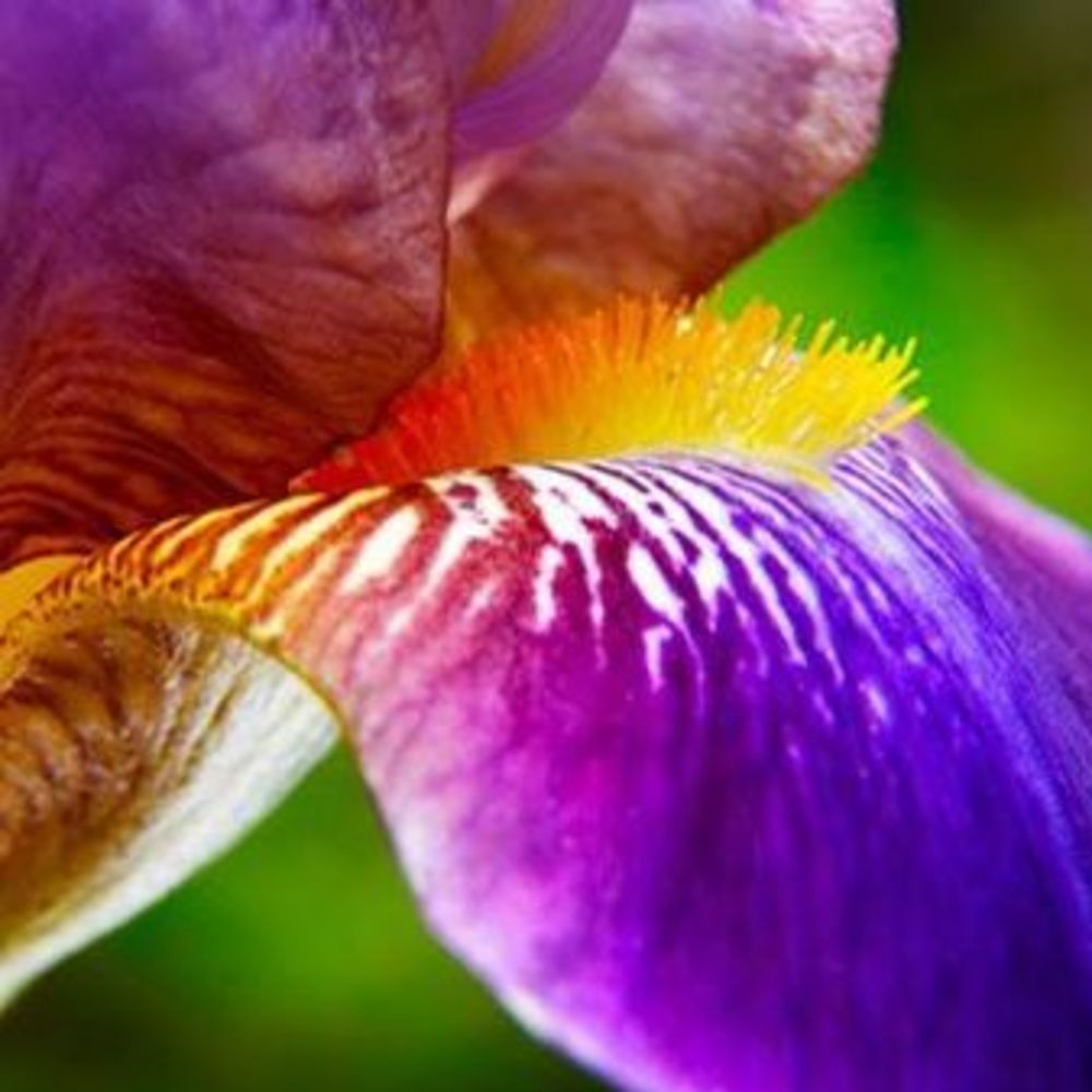 Meet your Posher, Iris